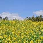 Rape Flowers Nature Jeju Island