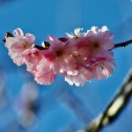 Spring Cherry Higankirsche